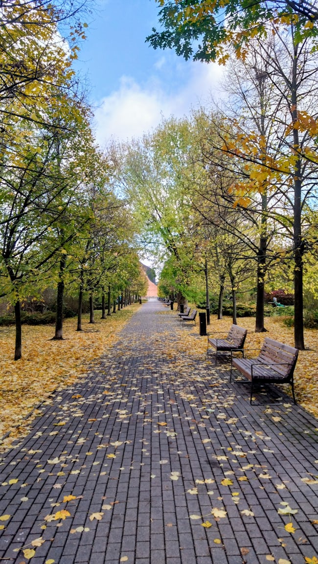 A path leading through open ground